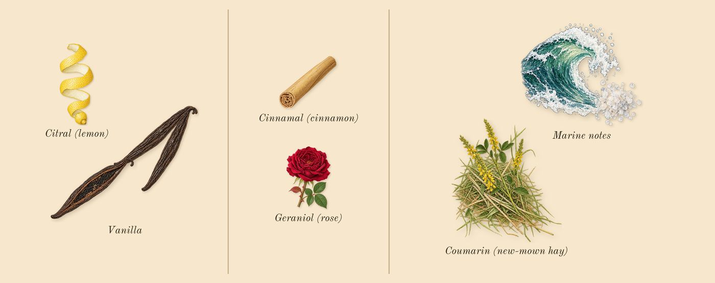 Flora Gorgeous Orchid’s scent picture, a draft: vanilla, marine notes, coumarin (new-mown hay), citral (lemon), geraniol (rose), cinnamal (cinnamon) drawn so far; dashed outlines where nothing is drawn yet