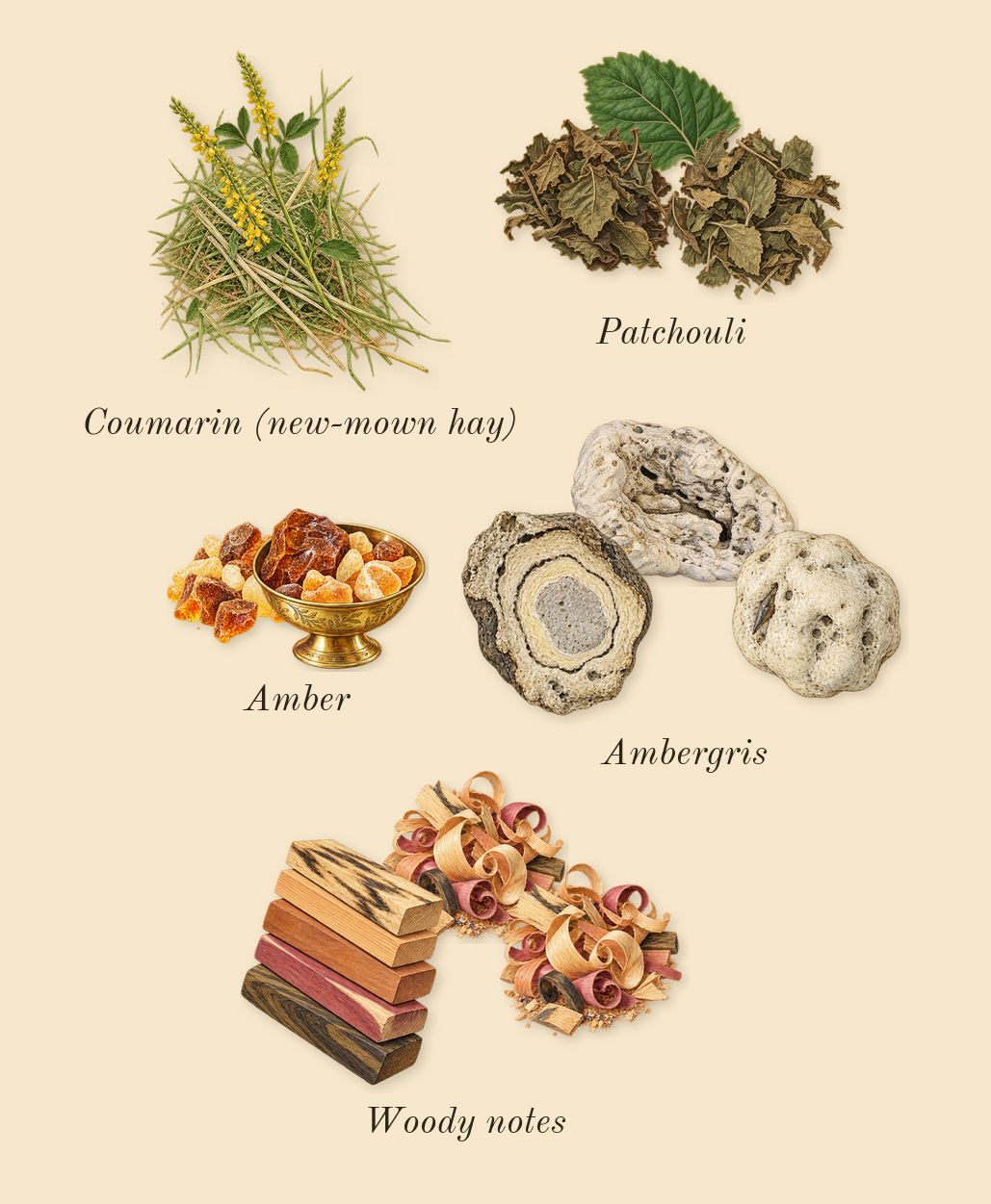 Guilty Absolute Pour Femme, dry-down: Woody notes, Patchouli, Amber, Ambergris, Coumarin (new-mown hay)