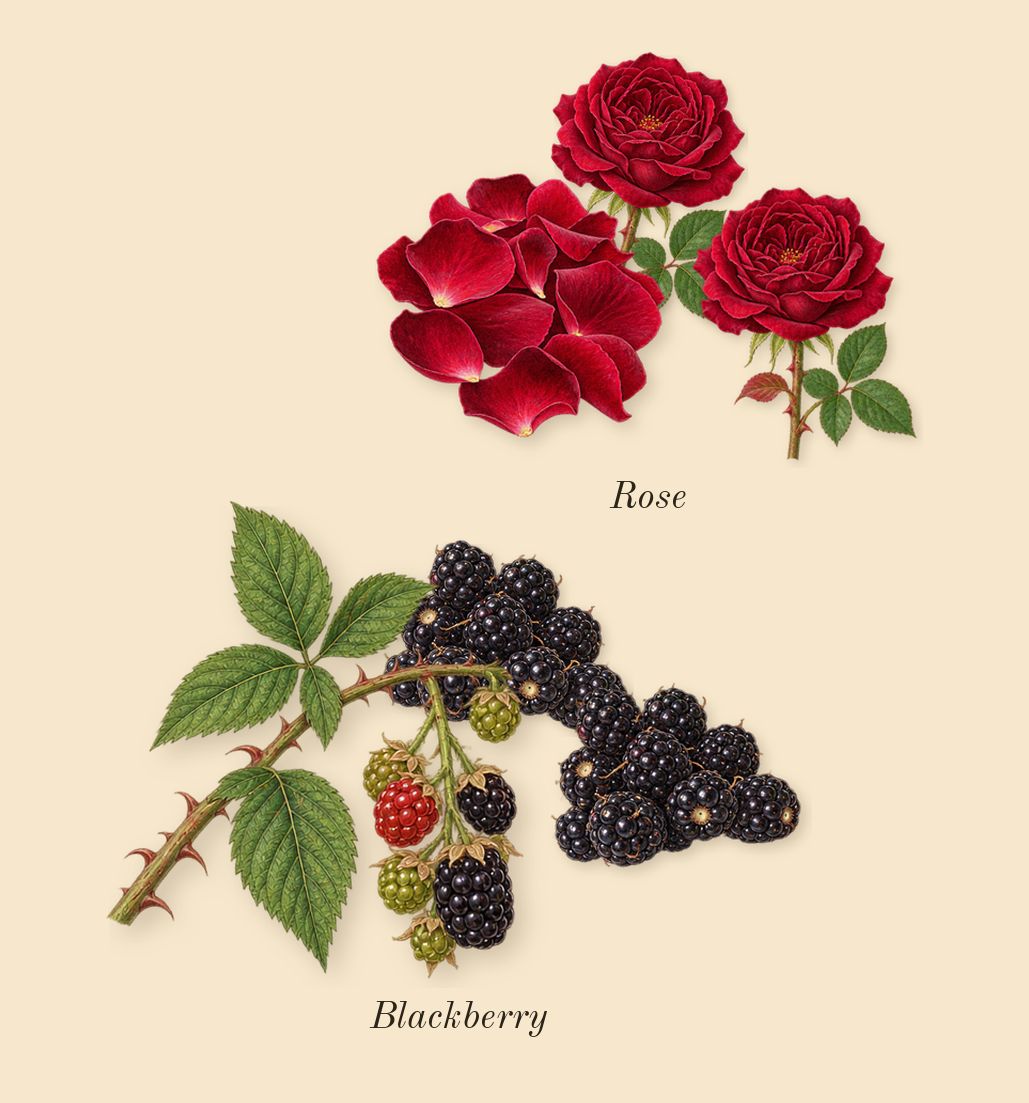 Guilty Absolute Pour Femme, heart: Blackberry, Rose