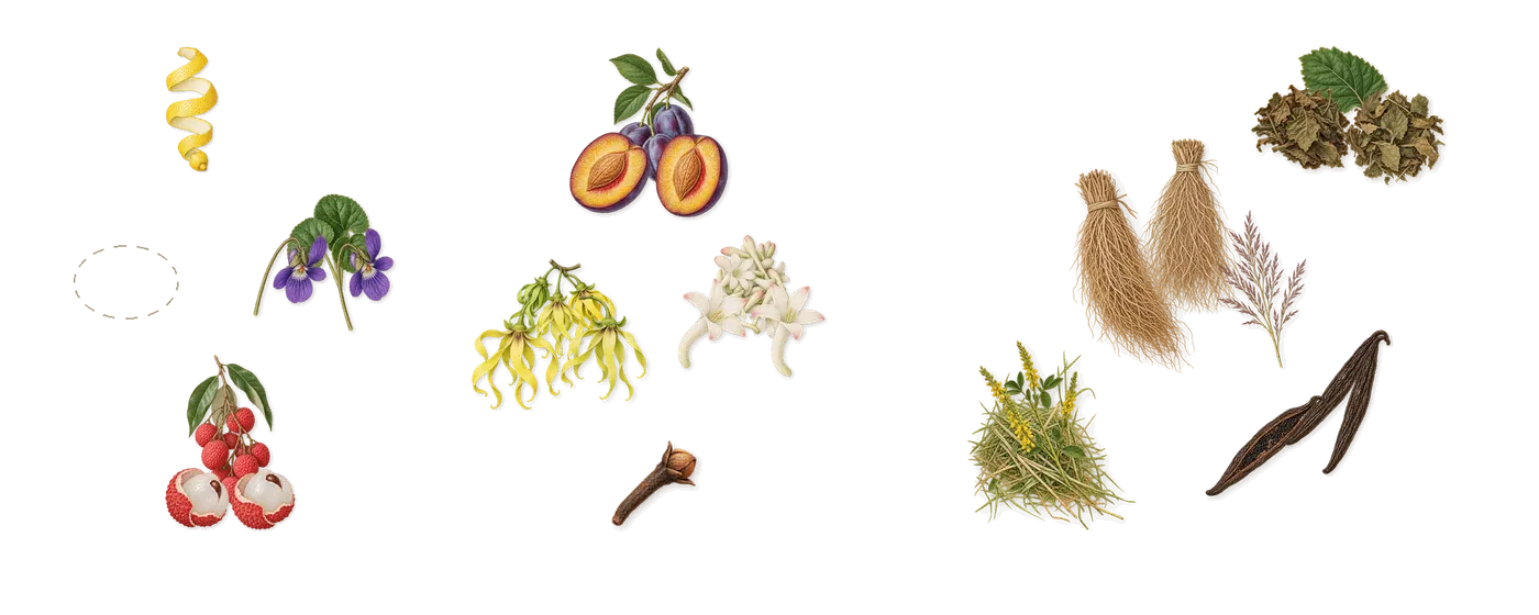 Guilty Intense Pour Femme’s scent picture, a draft: lychee, ylang-ylang, tuberose, patchouli, vetiver, violet drawn so far; dashed outlines where nothing is drawn yet