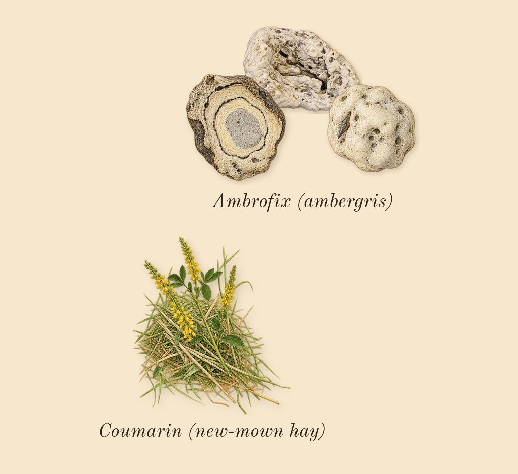 Guilty Love Edition Pour Homme, dry-down: Ambrofix (ambergris), Coumarin (new-mown hay)