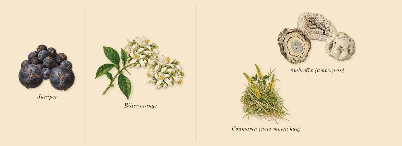 Guilty Love Edition Pour Homme’s scent picture, a draft: juniper, bitter orange, ambrofix (ambergris), coumarin (new-mown hay) drawn so far; dashed outlines where nothing is drawn yet
