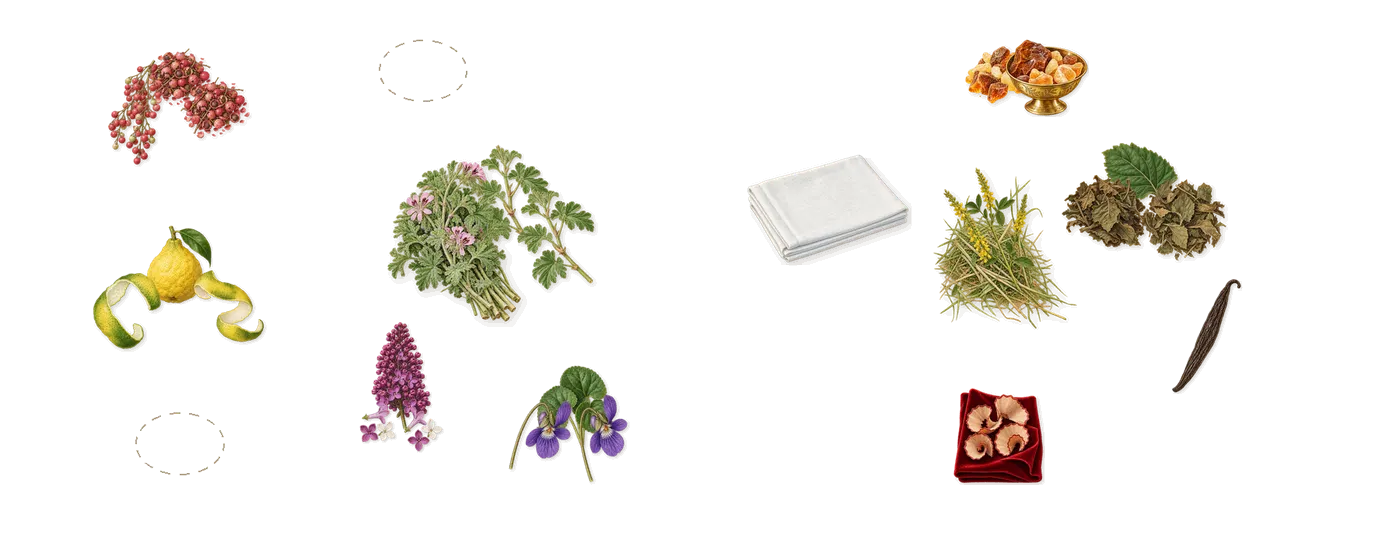 Guilty Pour Femme’s scent picture, a draft: bergamot, pink pepper, lilac, violet, geranium, patchouli drawn so far; dashed outlines where nothing is drawn yet