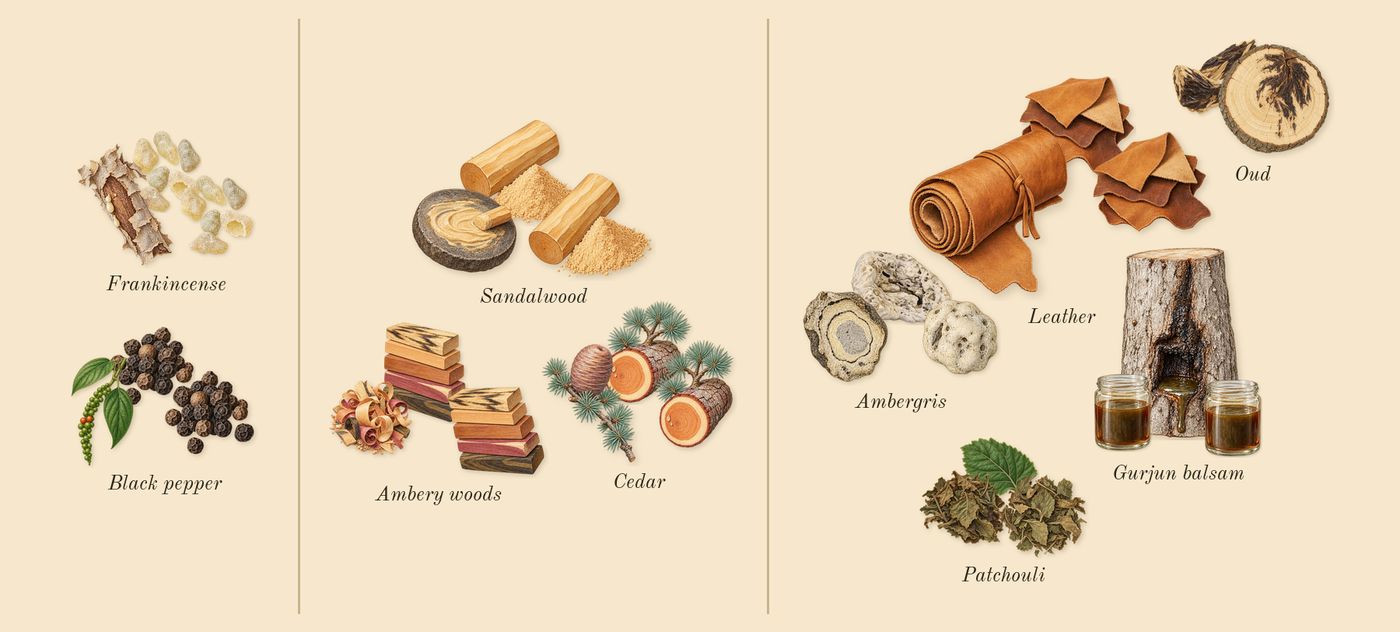 Intense Oud’s scent picture, a draft: black pepper, frankincense, ambery woods, sandalwood, cedar, leather drawn so far; dashed outlines where nothing is drawn yet