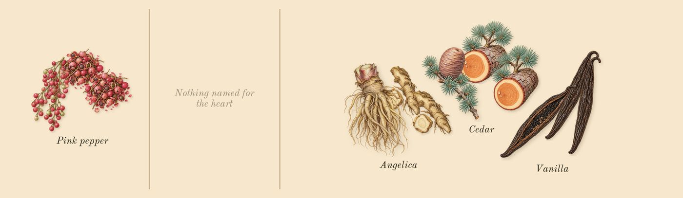 Angélique Noire’s scent picture, a draft: angelica, vanilla, pink pepper, cedar drawn so far; dashed outlines where nothing is drawn yet