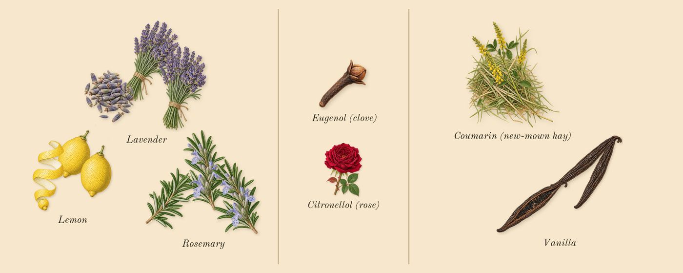 Jicky’s scent picture, a draft: vanilla, lavender, rosemary, lemon, coumarin (new-mown hay), citronellol (rose) drawn so far; dashed outlines where nothing is drawn yet