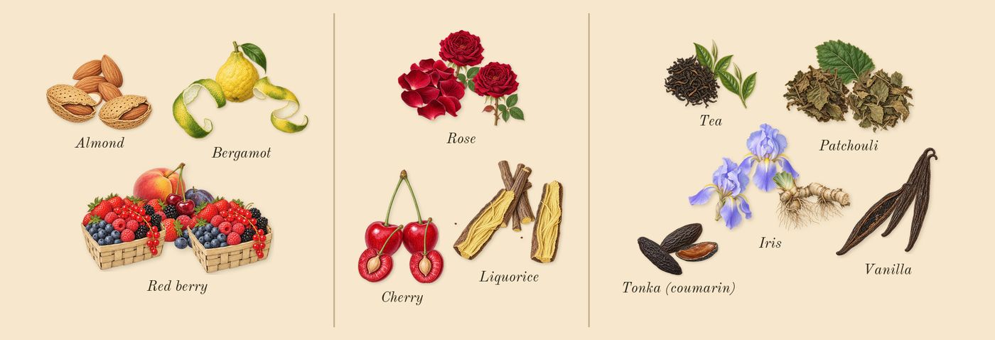 La Petite Robe Noire’s scent picture, a draft: rose, cherry, almond, red berry, bergamot, patchouli drawn so far; dashed outlines where nothing is drawn yet