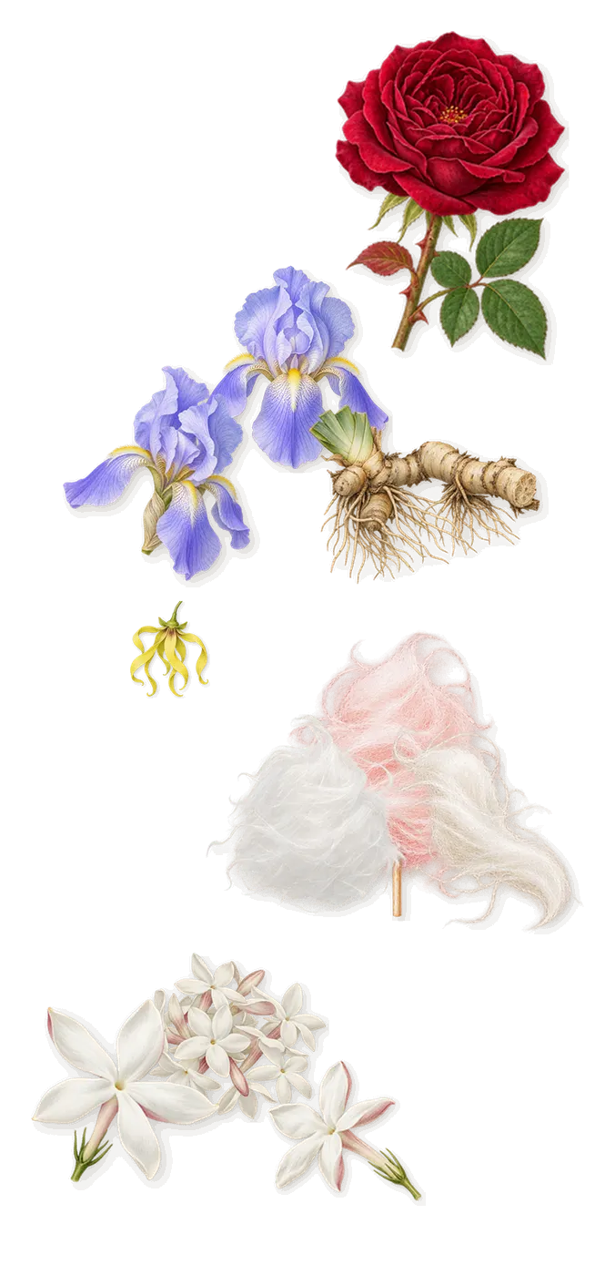 L'Heure Bleue, as it settles: Iris, Spun sugar, Jasmine, Ylang-ylang, Rose