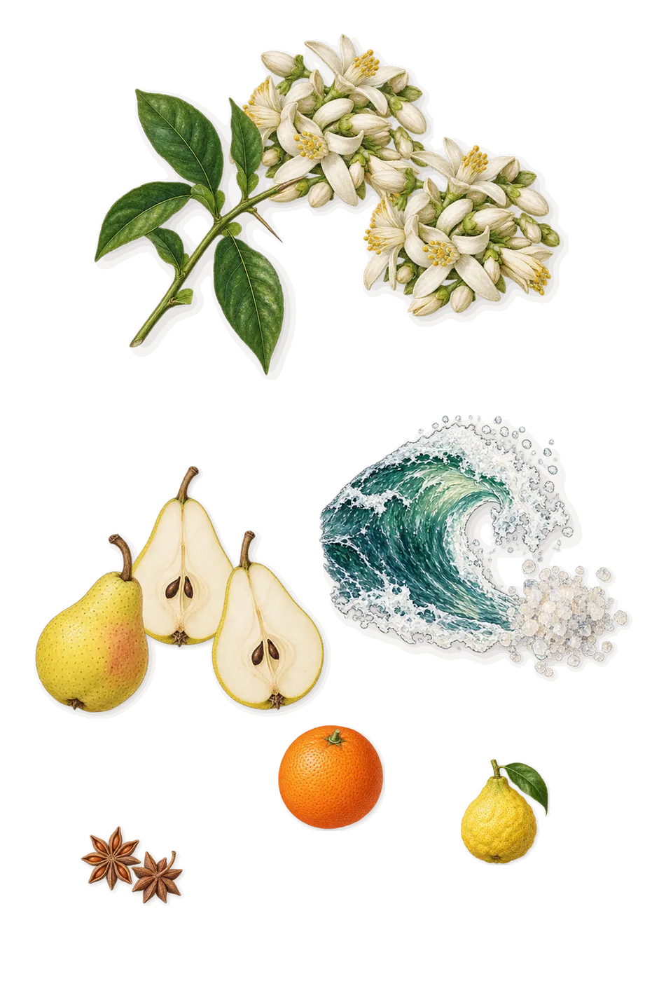 L'Heure Bleue, when you spray it: Marine notes, Pear, Neroli, Bergamot, Sweet orange, Anethole (anise)