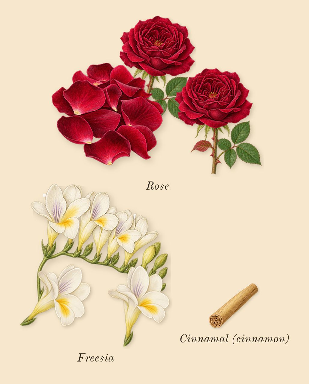 L'Instant Magic, heart: Rose, Freesia, Cinnamal (cinnamon)