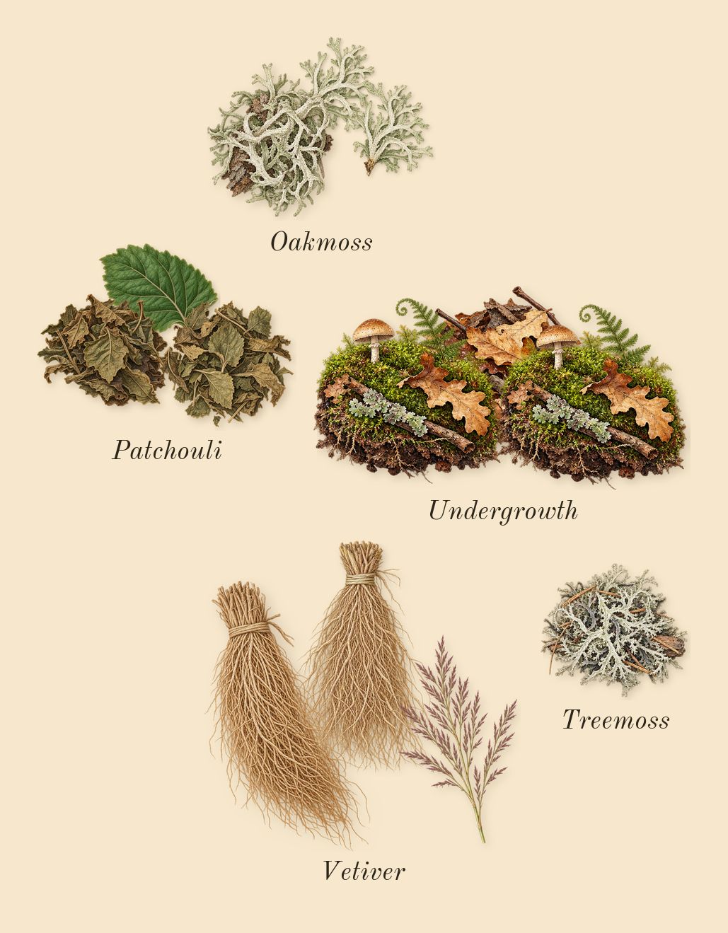 Mitsouko, dry-down: Undergrowth, Vetiver, Patchouli, Oakmoss, Treemoss