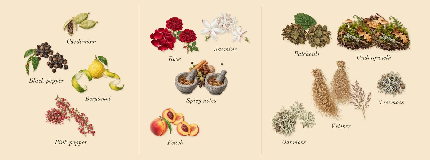 Mitsouko’s scent picture, a draft: peach, jasmine, rose, spicy notes, undergrowth, vetiver drawn so far; dashed outlines where nothing is drawn yet
