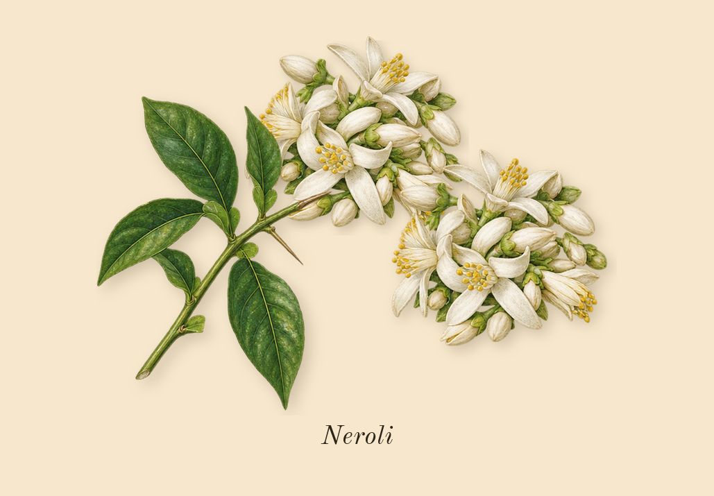 Néroli Plein Sud, top notes: Neroli
