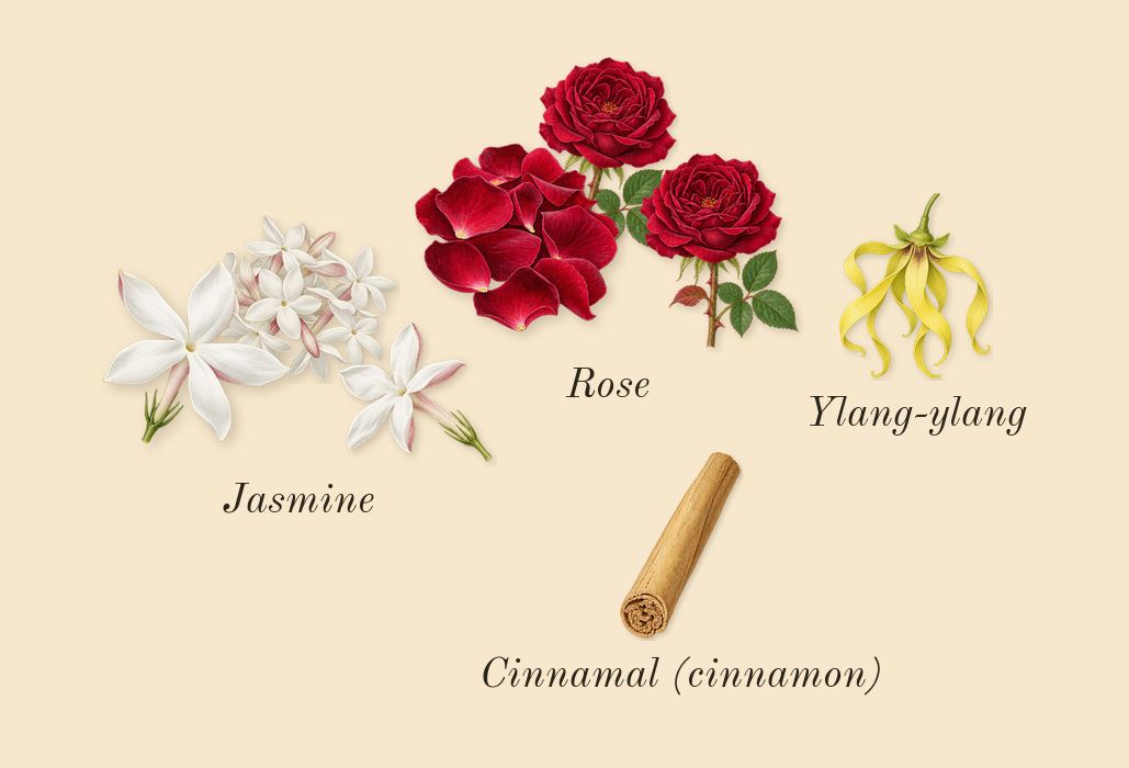 Shalimar, heart: Jasmine, Rose, Ylang-ylang, Cinnamal (cinnamon)