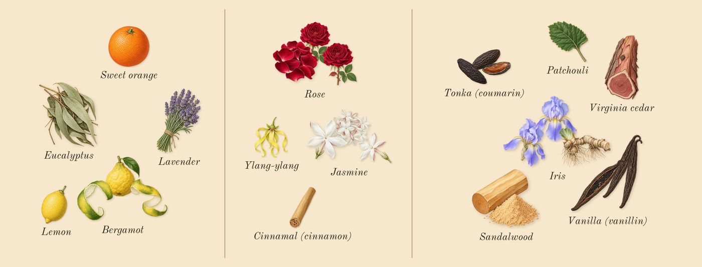 Shalimar’s scent picture, a draft: bergamot, iris, vanilla (vanillin), jasmine, rose, tonka (coumarin) drawn so far; dashed outlines where nothing is drawn yet