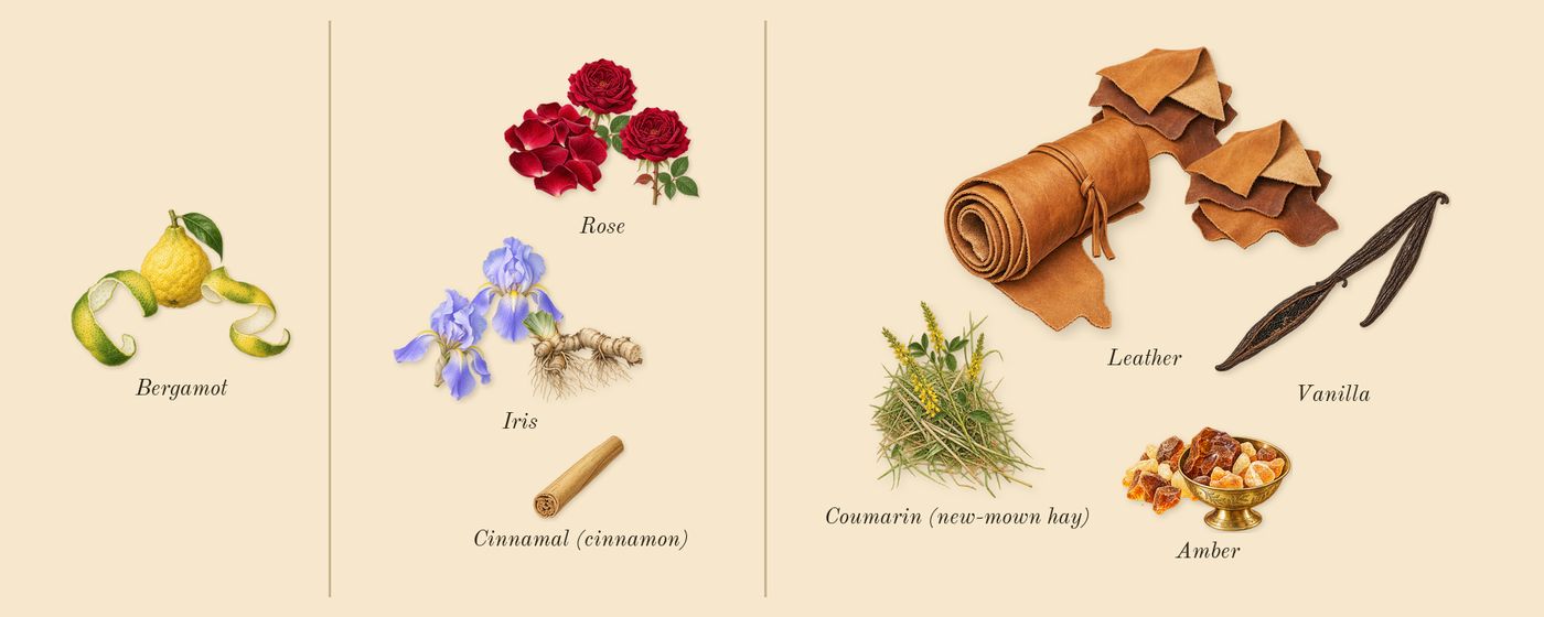 Shalimar L'Essence’s scent picture, a draft: rose, iris, amber, vanilla, bergamot, leather drawn so far; dashed outlines where nothing is drawn yet