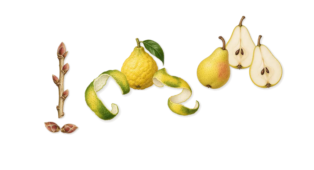 Seductive, when you spray it: Bergamot, Blackcurrant, Pear