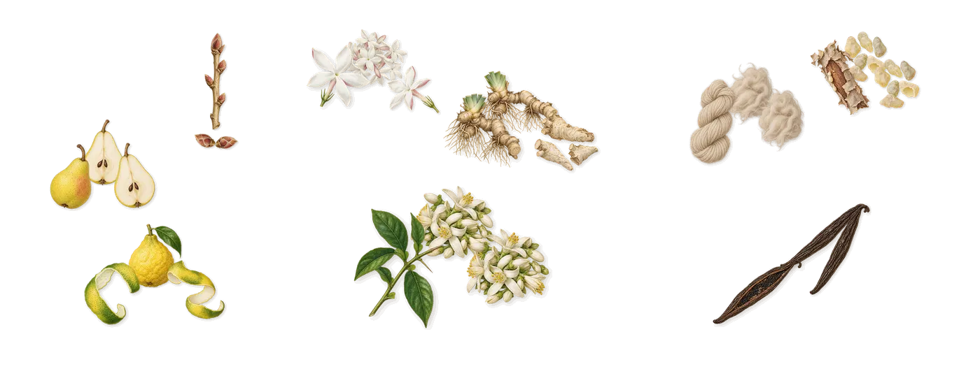 Seductive’s scent picture, a draft: bergamot, blackcurrant, pear, orange flower, jasmine, iris drawn so far; dashed outlines where nothing is drawn yet