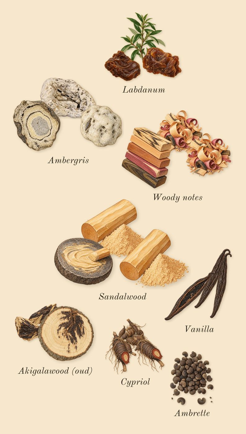 Guidance 46, dry-down: Labdanum, Sandalwood, Akigalawood (oud), Ambergris, Vanilla, Ambrette, Woody notes, Cypriol