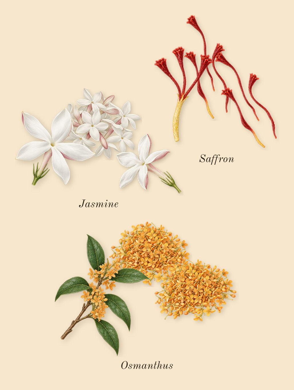 Guidance 46, heart: Saffron, Jasmine, Osmanthus