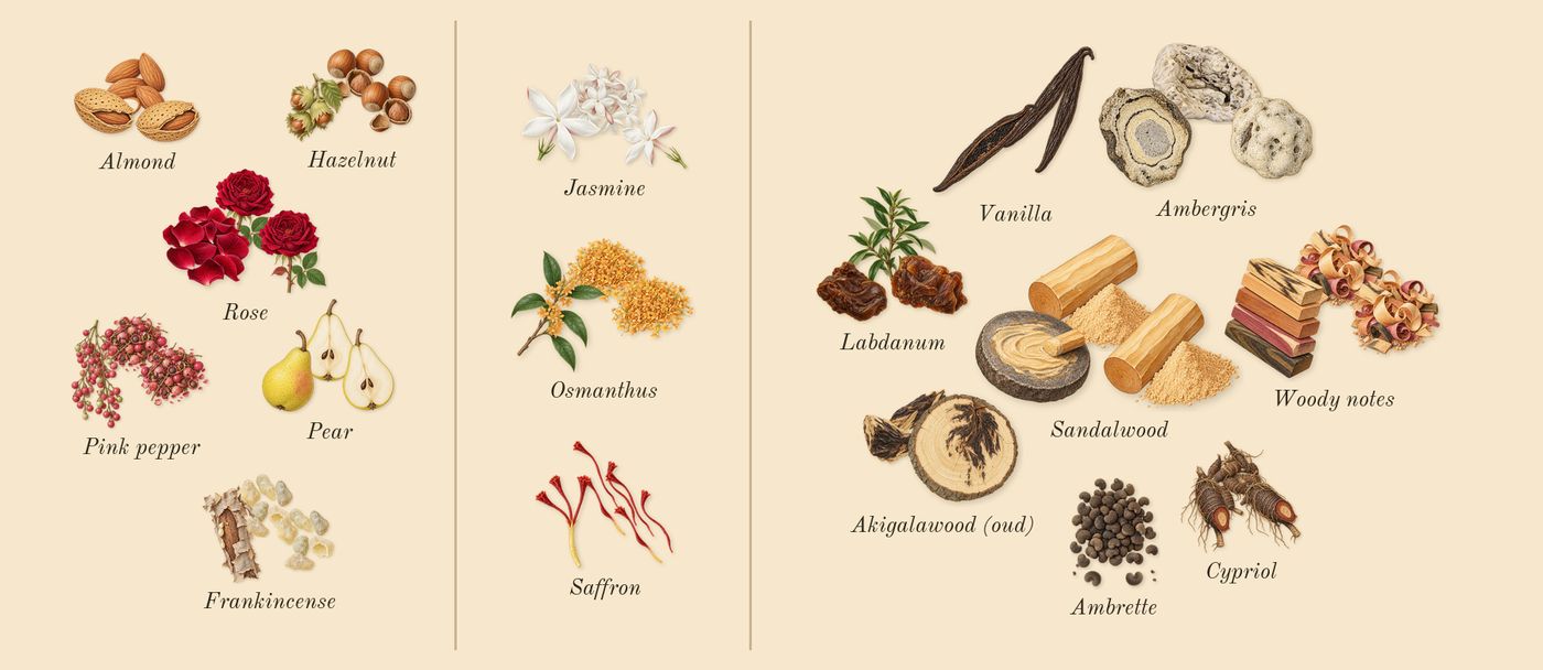 Guidance 46’s scent picture, a draft: pear, frankincense, hazelnut, rose, pink pepper, almond drawn so far; dashed outlines where nothing is drawn yet