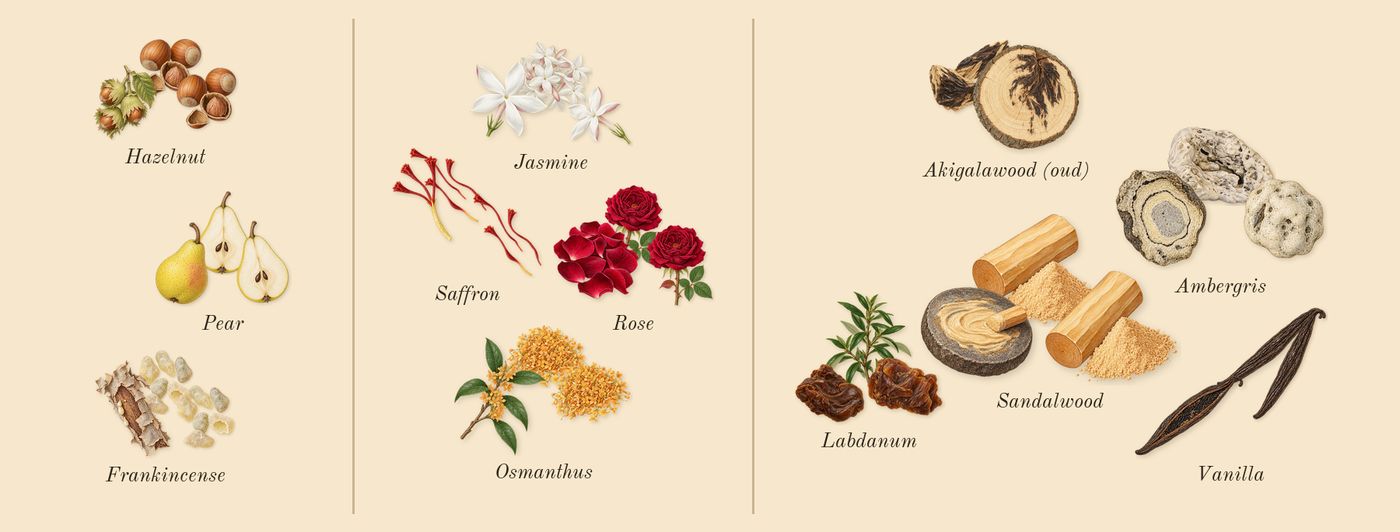 Guidance’s scent picture, a draft: pear, frankincense, hazelnut, saffron, rose, jasmine drawn so far; dashed outlines where nothing is drawn yet