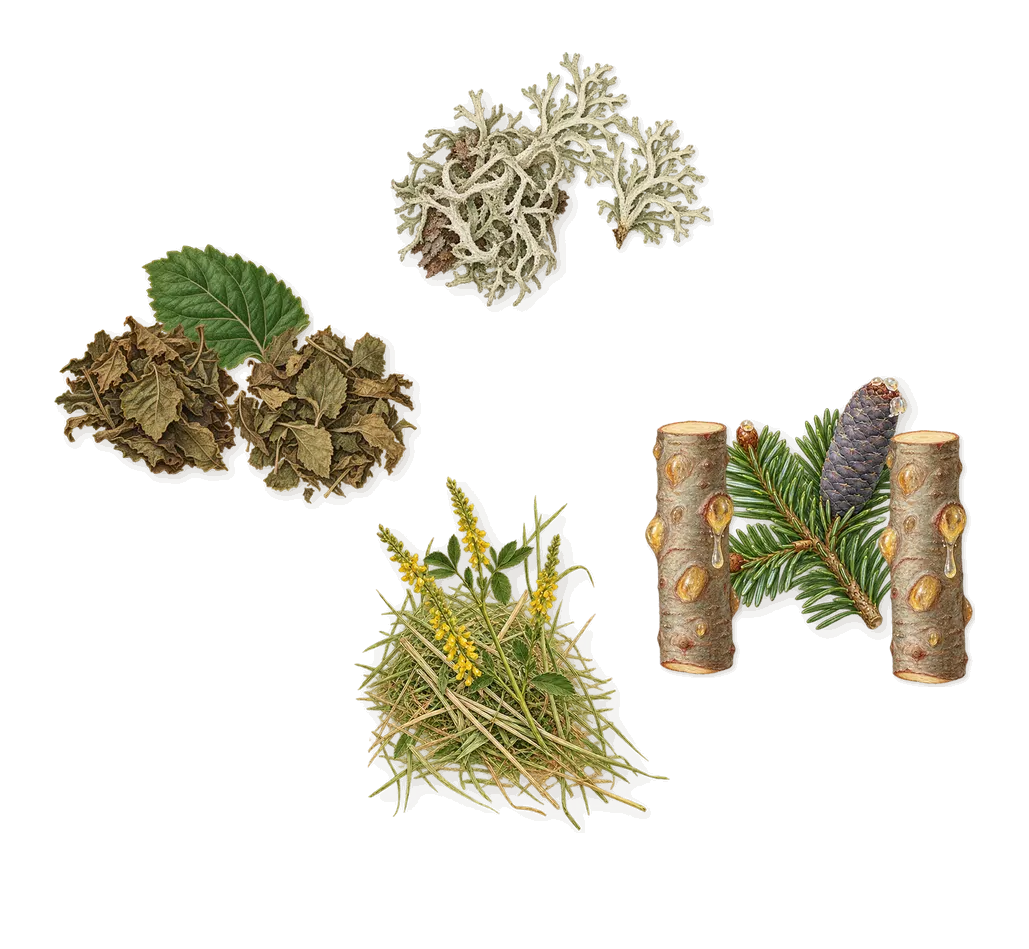 Drakkar Bleu, what stays: Oakmoss, Patchouli, Fir balsam, Coumarin (new-mown hay)