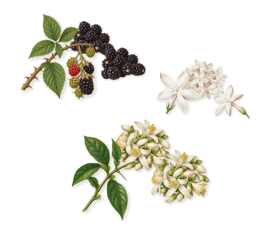 Blossom, as it settles: Blackberry, Orange blossom, Jasmine