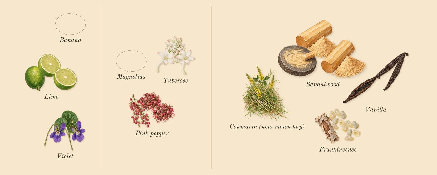 Halloween’s scent picture, a draft: violet, lime, tuberose, pink pepper, sandalwood, frankincense drawn so far; dashed outlines where nothing is drawn yet