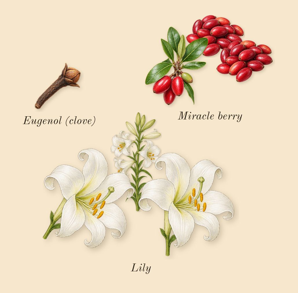 Barénia, heart: Lily, Miracle berry, Eugenol (clove)