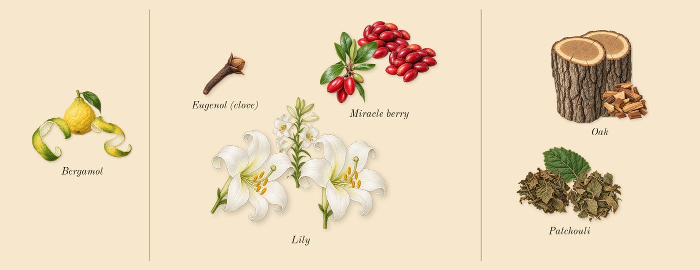 Barénia’s scent picture, a draft: lily, miracle berry, oak, patchouli, bergamot, eugenol (clove) drawn so far; dashed outlines where nothing is drawn yet