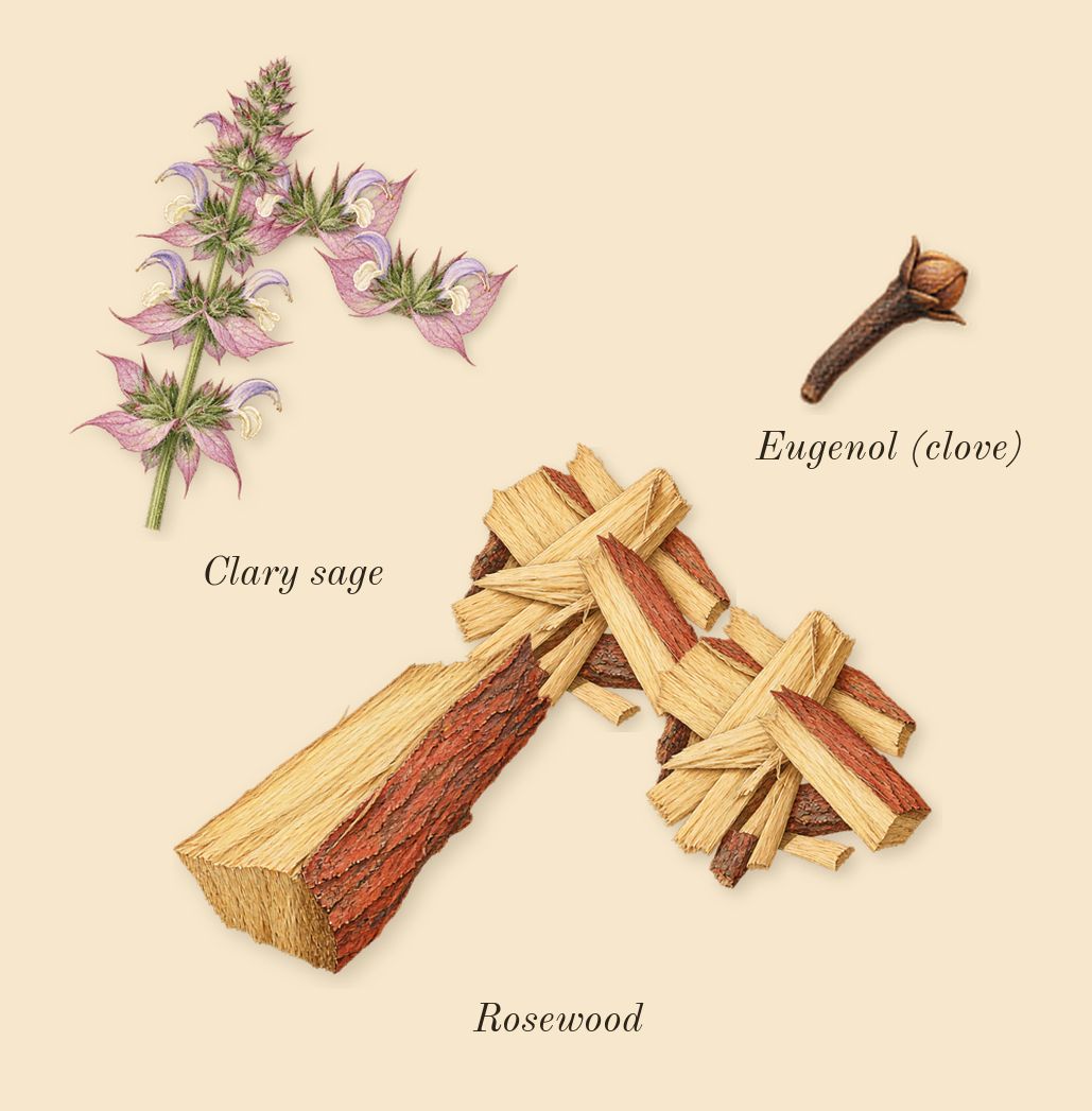 H24, heart: Clary sage, Rosewood, Eugenol (clove)