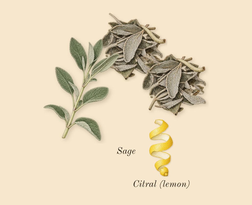 H24, top notes: Sage, Citral (lemon)