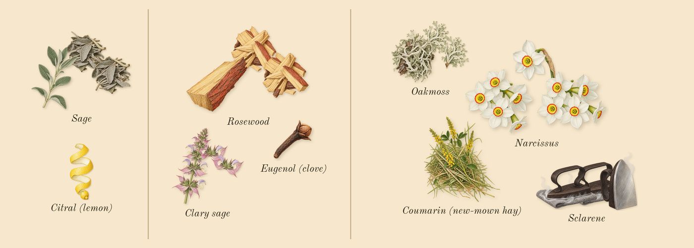 H24’s scent picture, a draft: clary sage, oakmoss, sclarene, sage, narcissus, rosewood drawn so far; dashed outlines where nothing is drawn yet