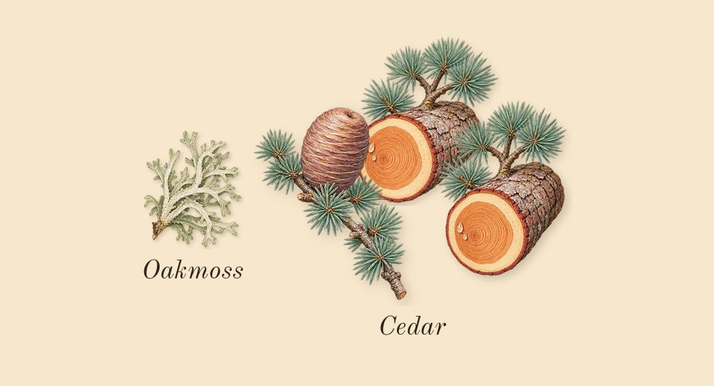 Terre d'Hermès, dry-down: Cedar, Oakmoss