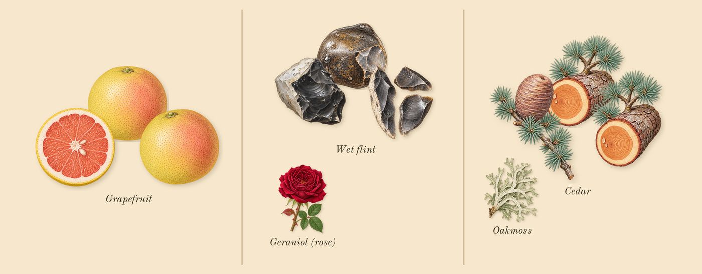Terre d'Hermès’s scent picture, a draft: grapefruit, cedar, wet flint, oakmoss, geraniol (rose) drawn so far; dashed outlines where nothing is drawn yet