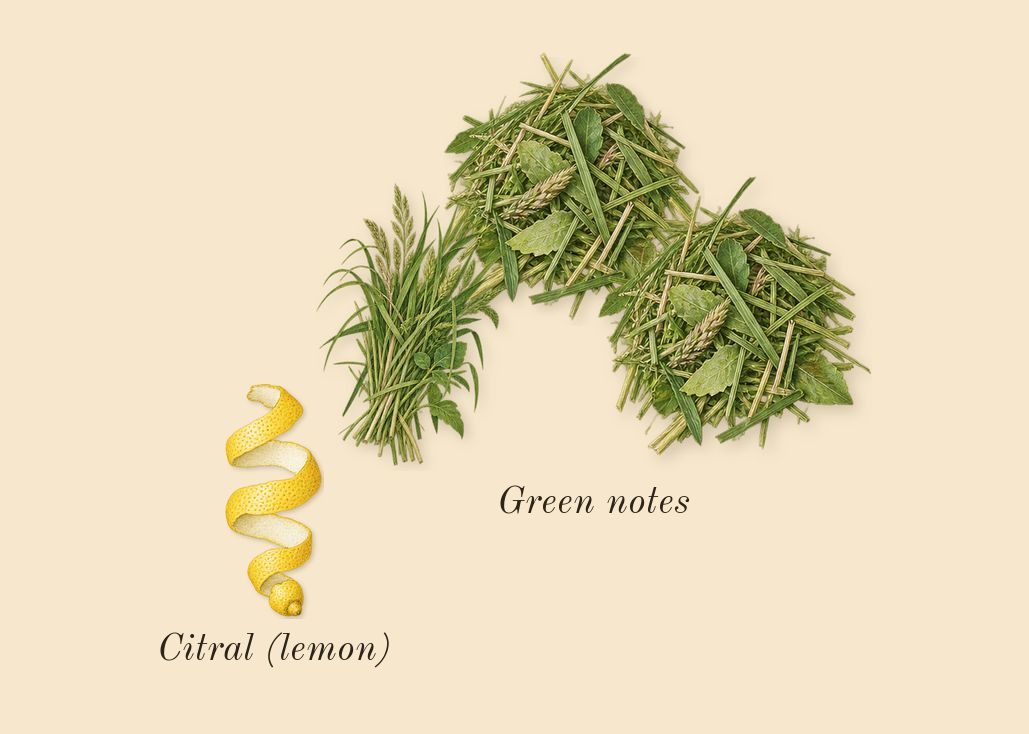 Un Jardin à Cythère, top notes: Green notes, Citral (lemon)