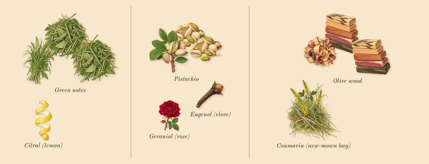 Un Jardin à Cythère’s scent picture, a draft: green notes, olive wood, pistachio, coumarin (new-mown hay), citral (lemon), geraniol (rose) drawn so far; dashed outlines where nothing is drawn yet