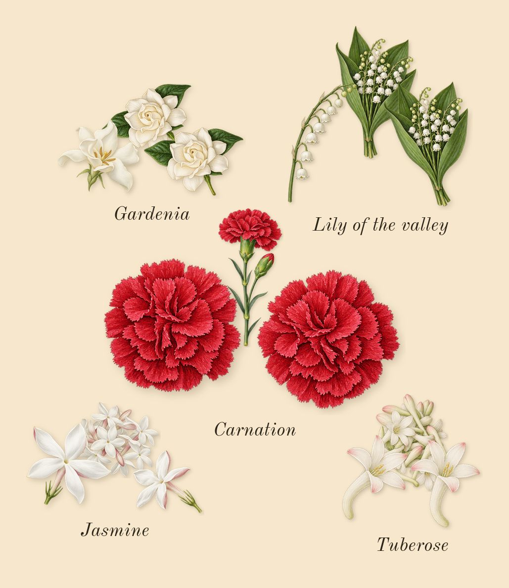Honour 43 Woman, heart: Jasmine, Tuberose, Gardenia, Lily of the valley, Carnation