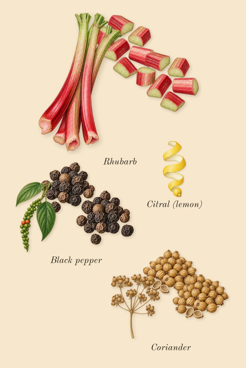 Honour 43 Woman, top notes: Black pepper, Rhubarb, Coriander, Citral (lemon)