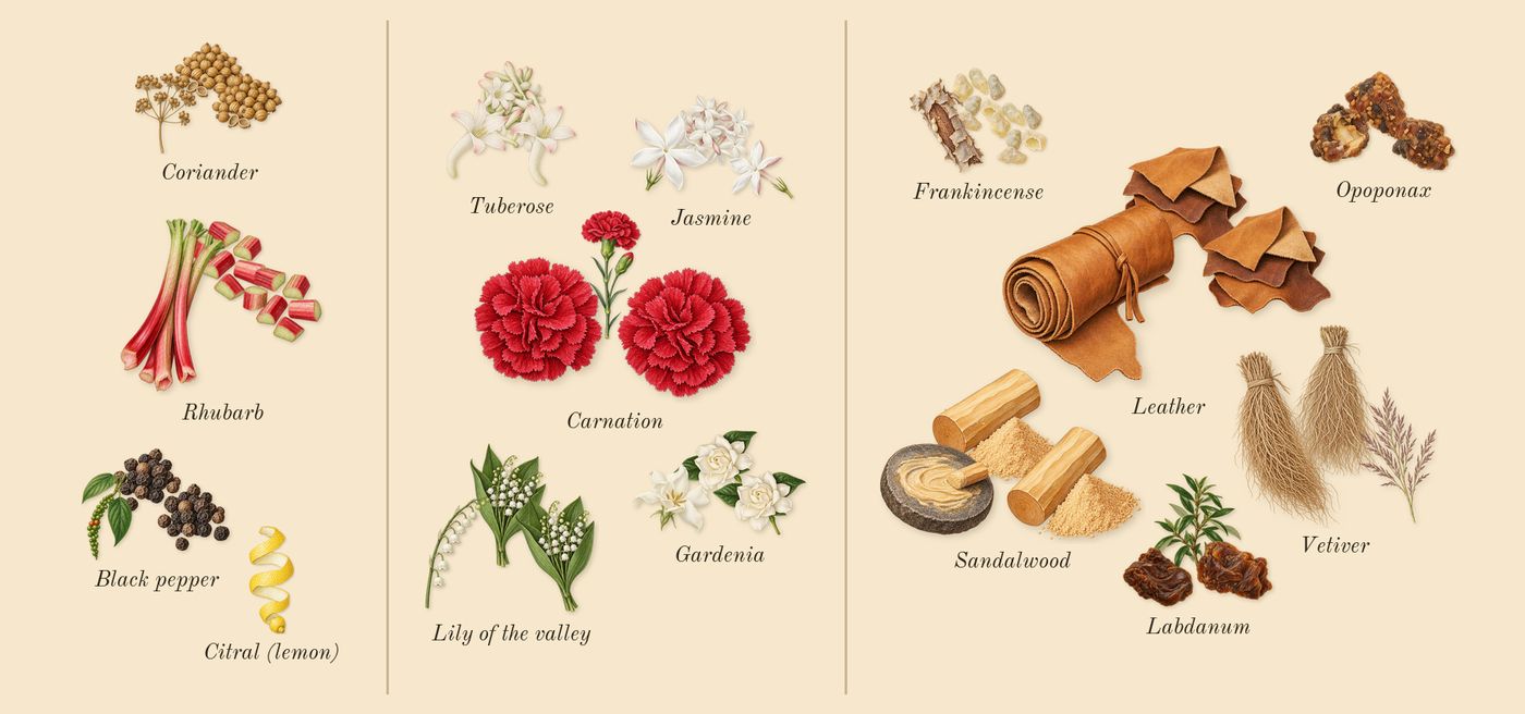 Honour 43 Woman’s scent picture, a draft: black pepper, rhubarb, coriander, jasmine, tuberose, gardenia drawn so far; dashed outlines where nothing is drawn yet