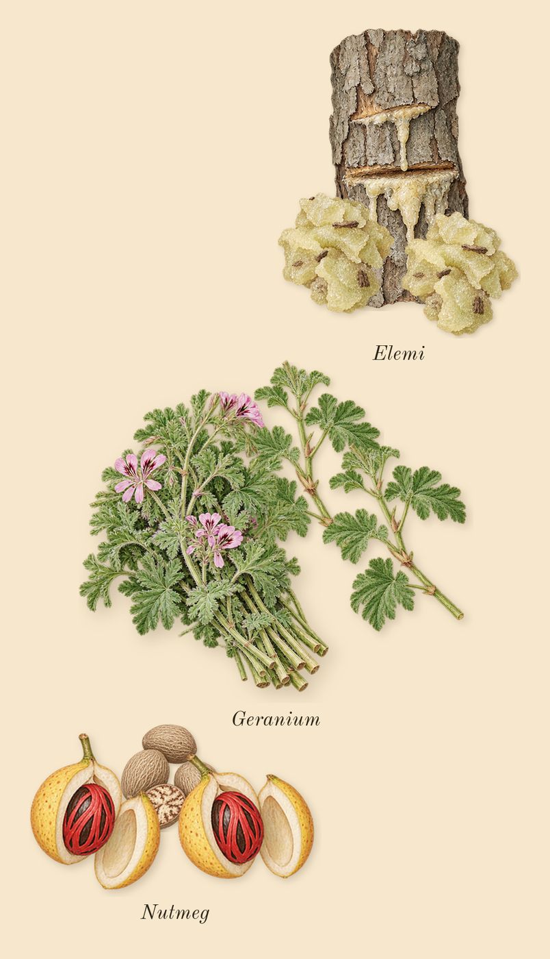 Honour Man, heart: Geranium, Nutmeg, Elemi