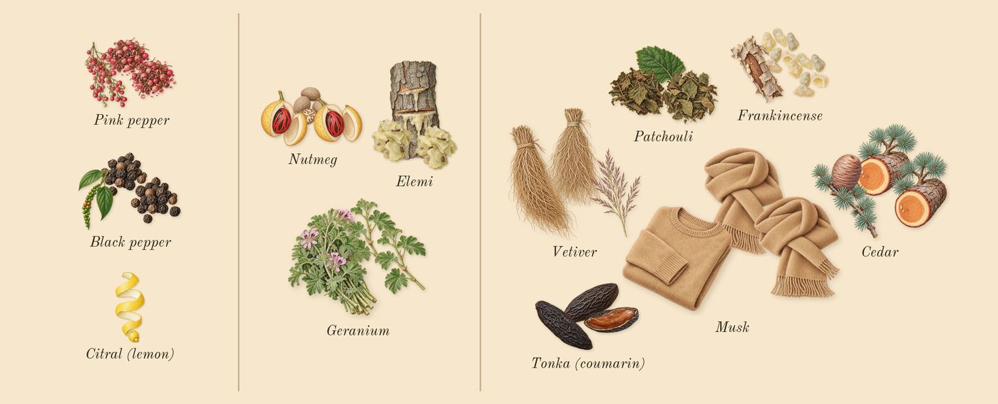 Honour Man’s scent picture, a draft: pink pepper, black pepper, geranium, nutmeg, elemi, patchouli drawn so far; dashed outlines where nothing is drawn yet