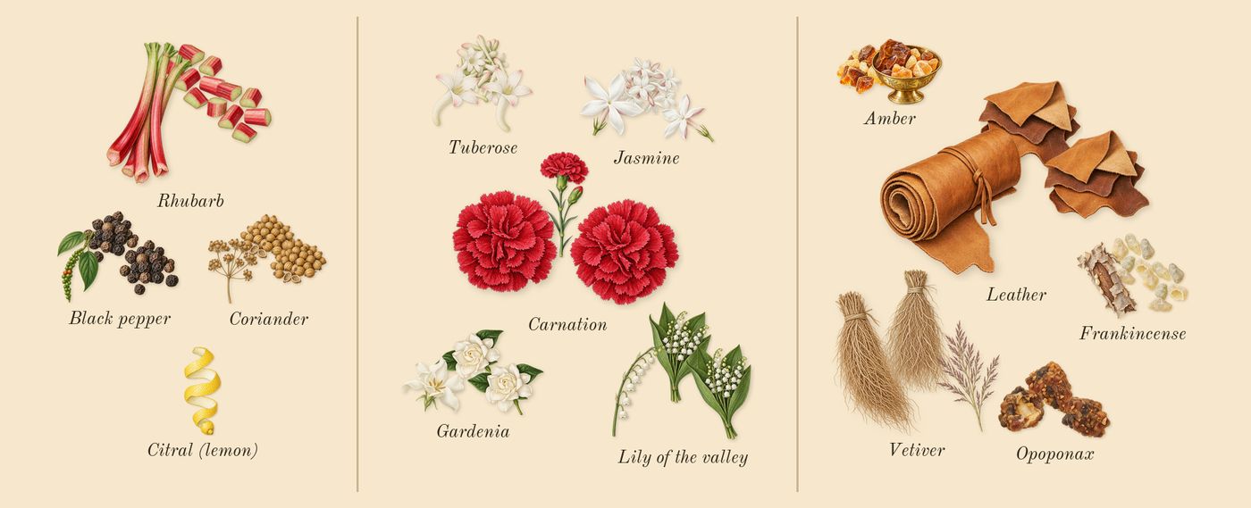 Honour Woman’s scent picture, a draft: black pepper, rhubarb, coriander, jasmine, tuberose, gardenia drawn so far; dashed outlines where nothing is drawn yet