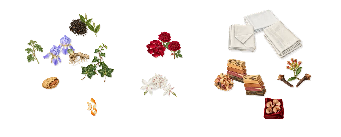 Essence Rare Eau de Parfum Extrême’s scent picture, a draft: tea, iris, ivy, rose, jasmine, exotic woods drawn so far; dashed outlines where nothing is drawn yet