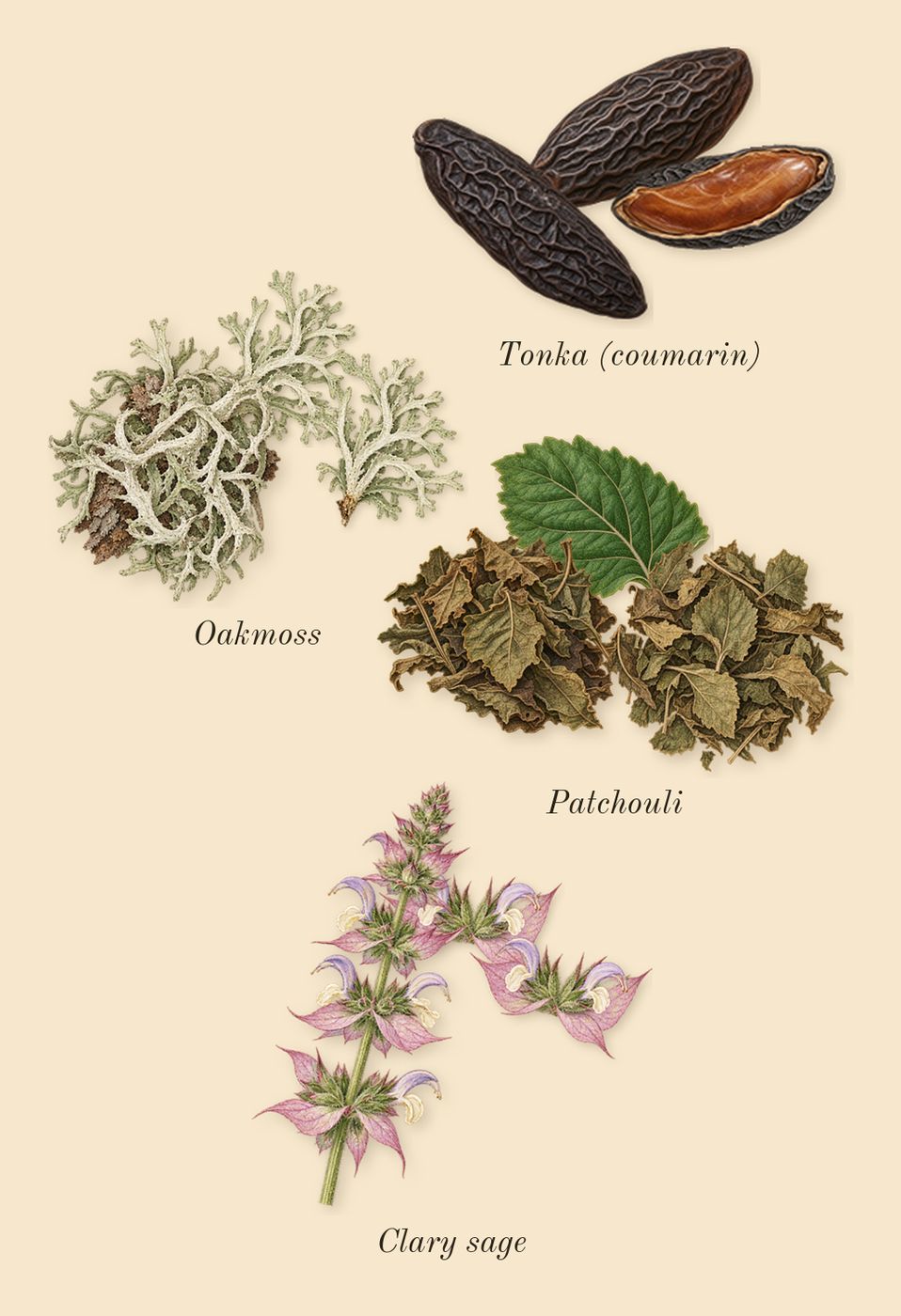 Fougère Royale, dry-down: Oakmoss, Patchouli, Tonka (coumarin), Clary sage