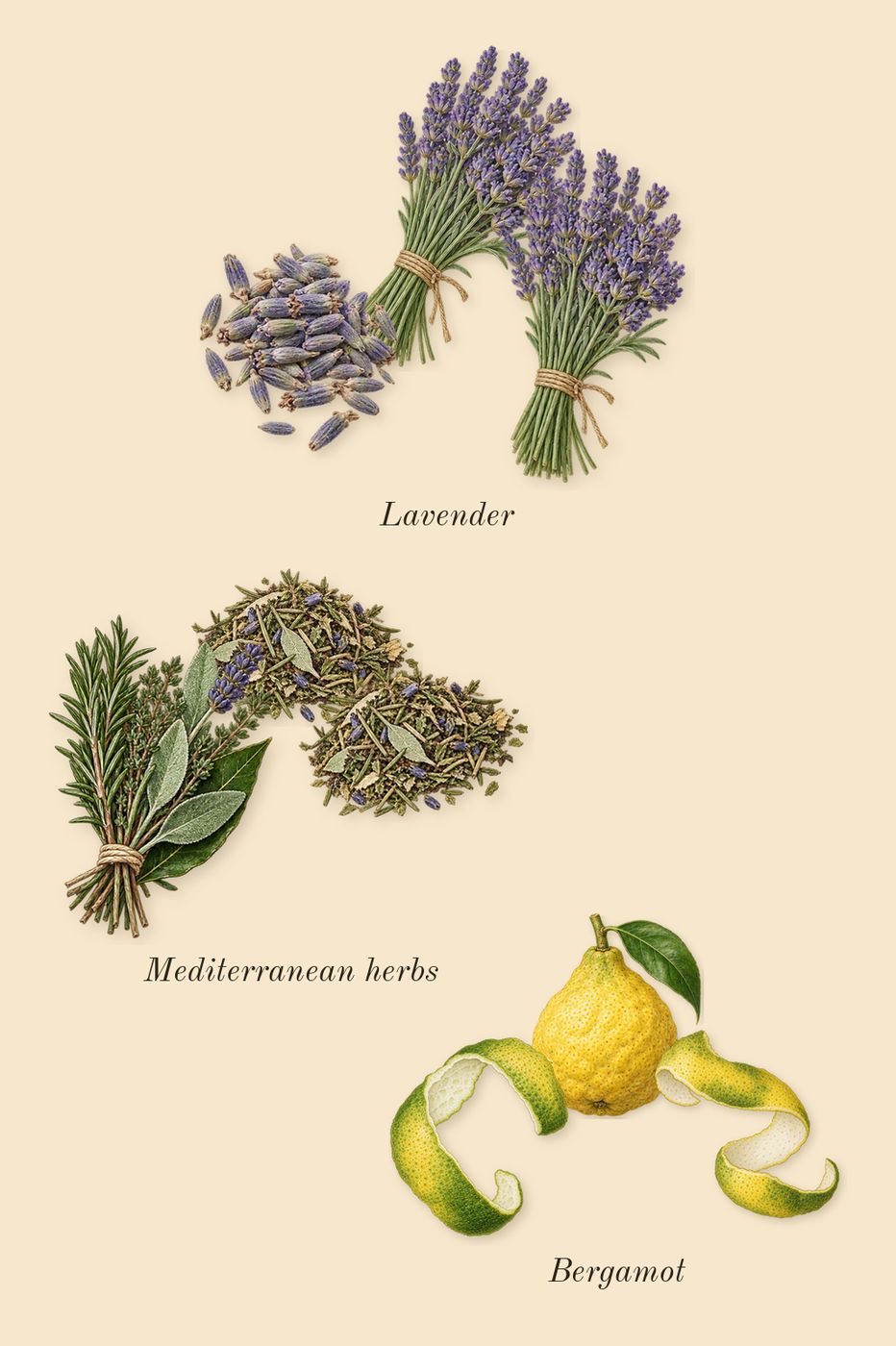 Fougère Royale, top notes: Bergamot, Lavender, Mediterranean herbs