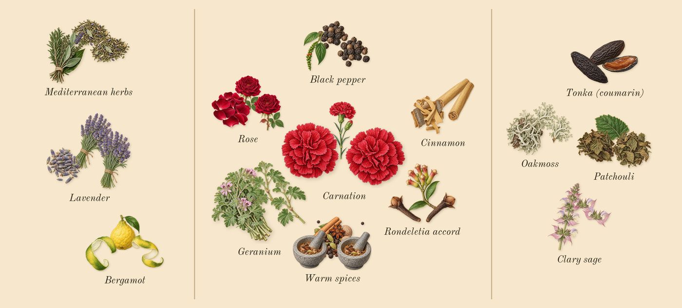 Fougère Royale’s scent picture, a draft: bergamot, lavender, mediterranean herbs, rondeletia accord, geranium, warm spices drawn so far; dashed outlines where nothing is drawn yet