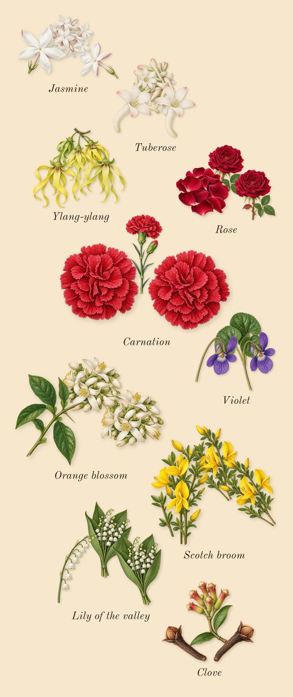Quelques Fleurs L'Original, heart: Jasmine, Tuberose, Lily of the valley, Violet, Rose, Ylang-ylang, Carnation, Scotch broom, Orange blossom, Clove
