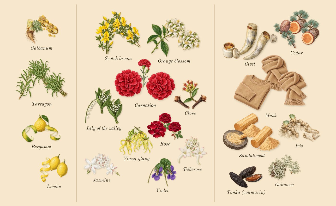 Quelques Fleurs L'Original’s scent picture, a draft: bergamot, galbanum, tarragon, lemon, jasmine, tuberose drawn so far; dashed outlines where nothing is drawn yet
